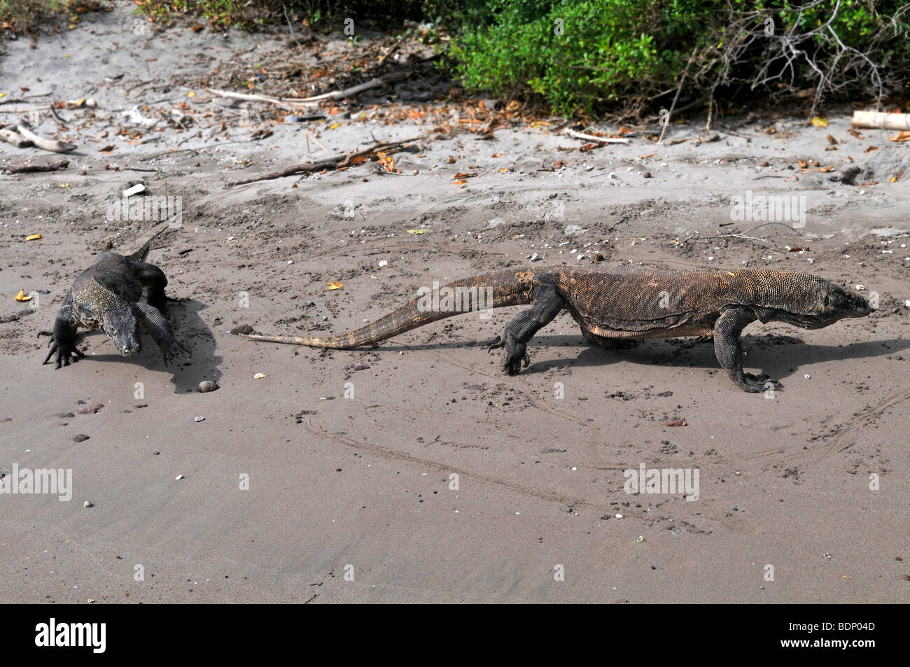 I draghi di Komodo (Varanus komodoensis), Rinca Isola, Parco Nazionale di Komodo, Indonesia, sud-est asiatico Foto Stock