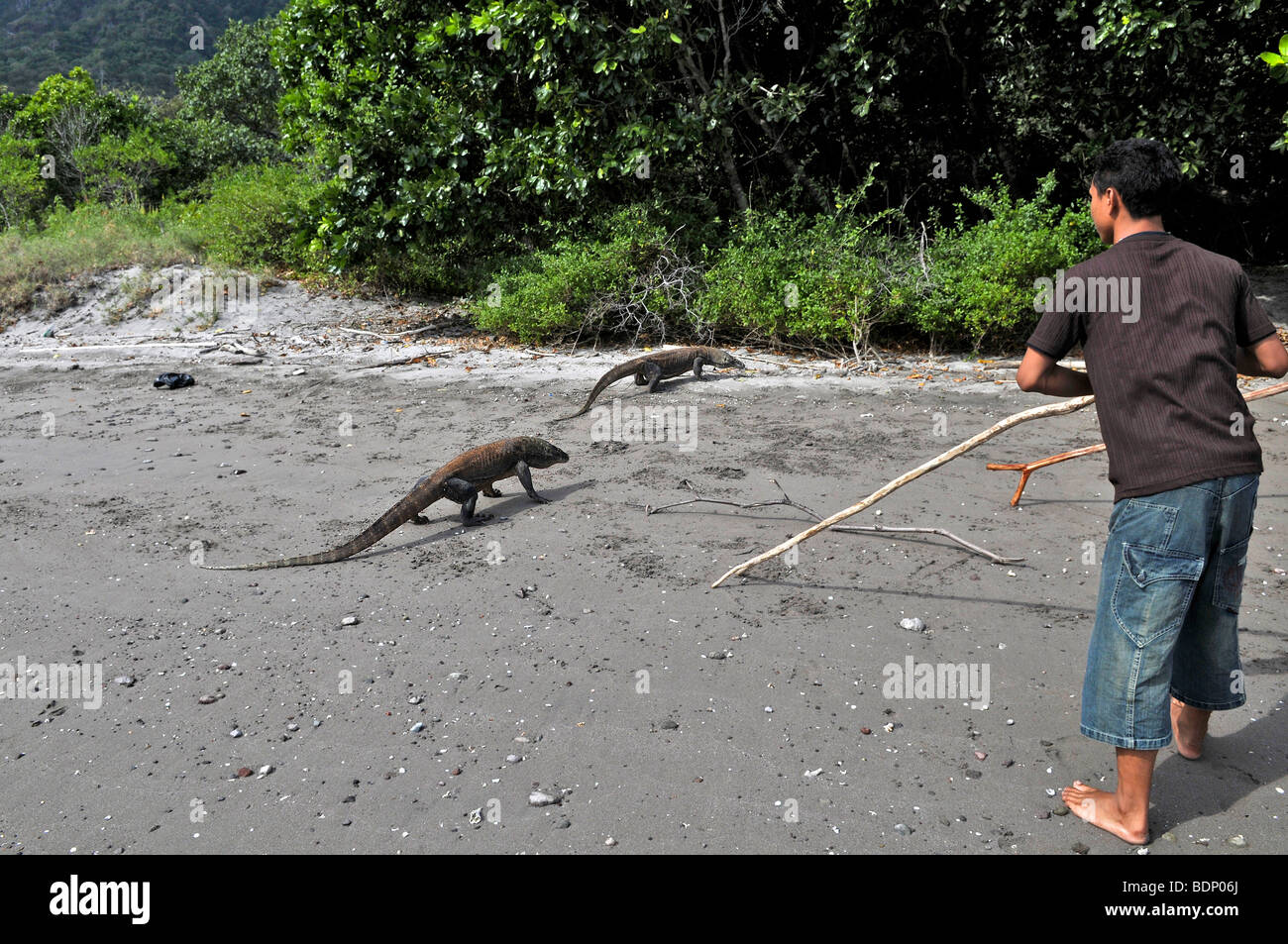 I draghi di Komodo (Varanus komodoensis), Rinca Isola, Parco Nazionale di Komodo, Indonesia, sud-est asiatico Foto Stock