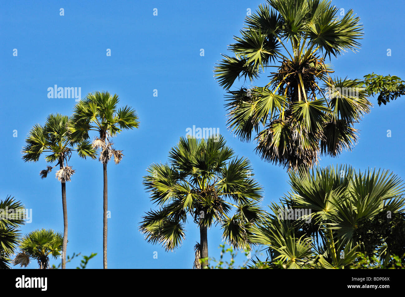 Asian Palmyra Palms (Borassus flabellifer), il Parco Nazionale di Komodo, Indonesia, sud-est asiatico Foto Stock