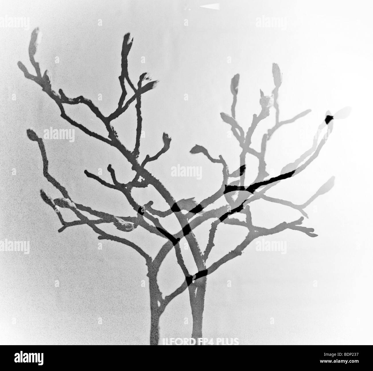 Ramoscelli Foto Stock