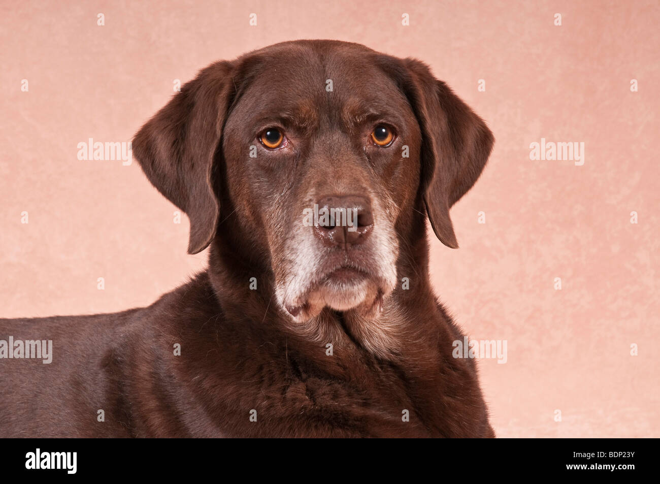 Il Labrador retriever cane da caccia mix Foto Stock