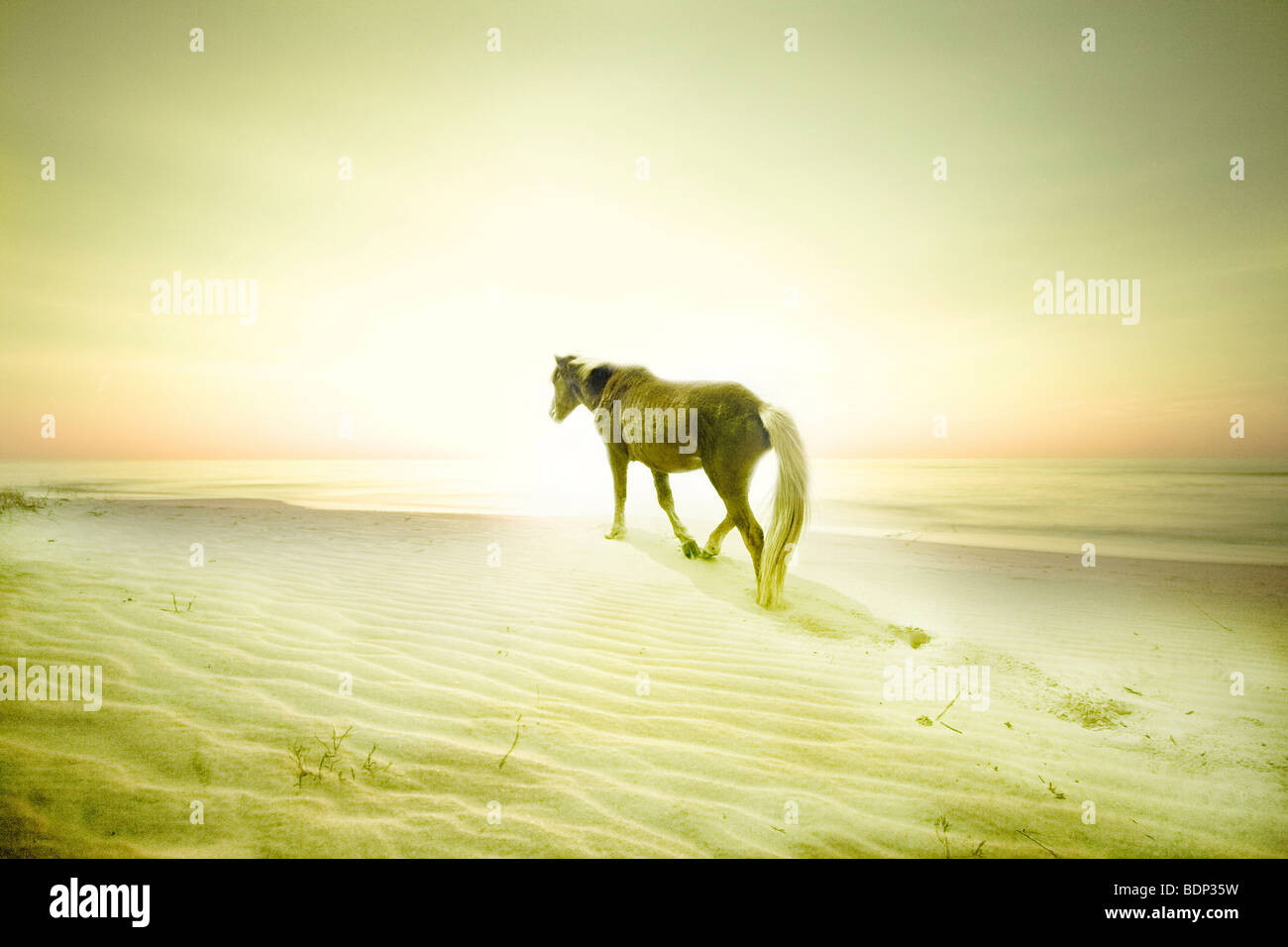 Un pony su di una spiaggia di sabbia Foto Stock
