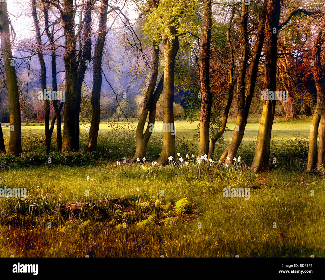 Una scena pastural con alberi e fiori Foto Stock