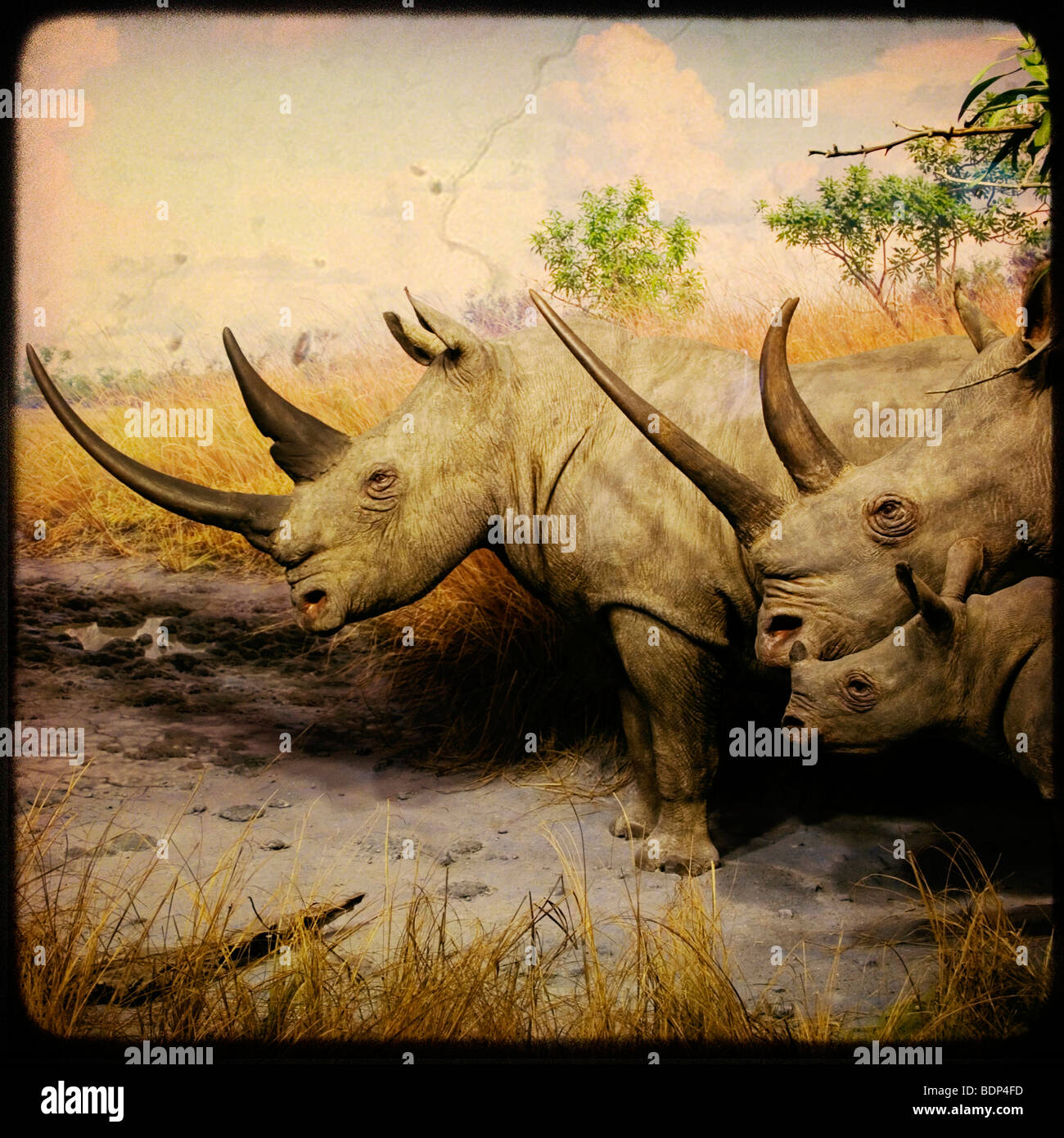 Farcite i rinoceronti in un museo Foto Stock