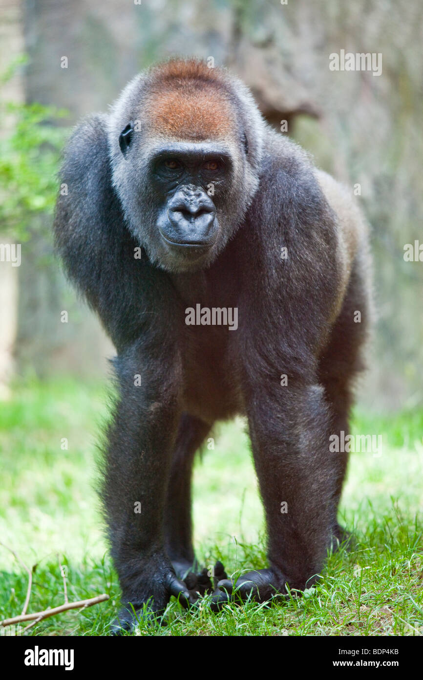 Julia, un Gorilla al Bronx Zoo di New York City Foto Stock