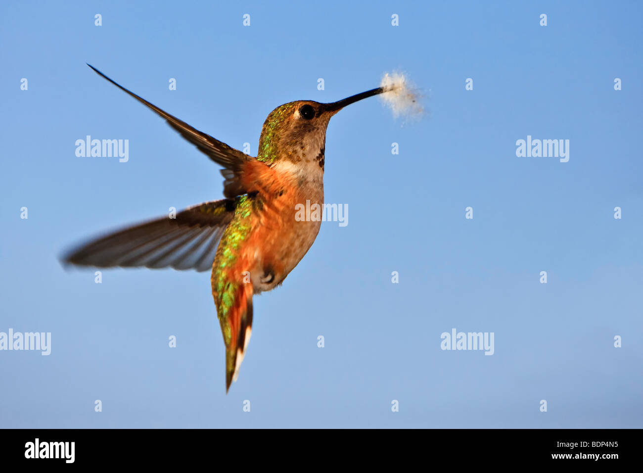 Ronzio uccello, Rufous Hummingbird, Selasphorous rufus Foto Stock