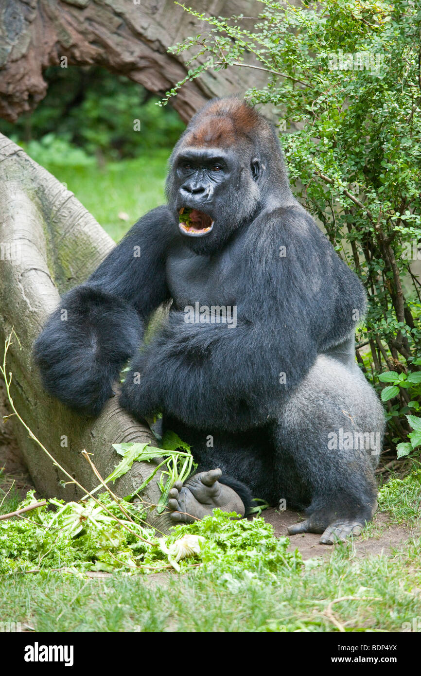 Zuri, un maschio presso il Gorilla involucro in corrispondenza del Bronx Zoo di New York City Foto Stock