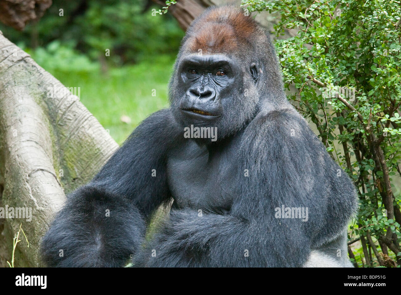 Zuri, un maschio presso il Gorilla involucro in corrispondenza del Bronx Zoo di New York City Foto Stock