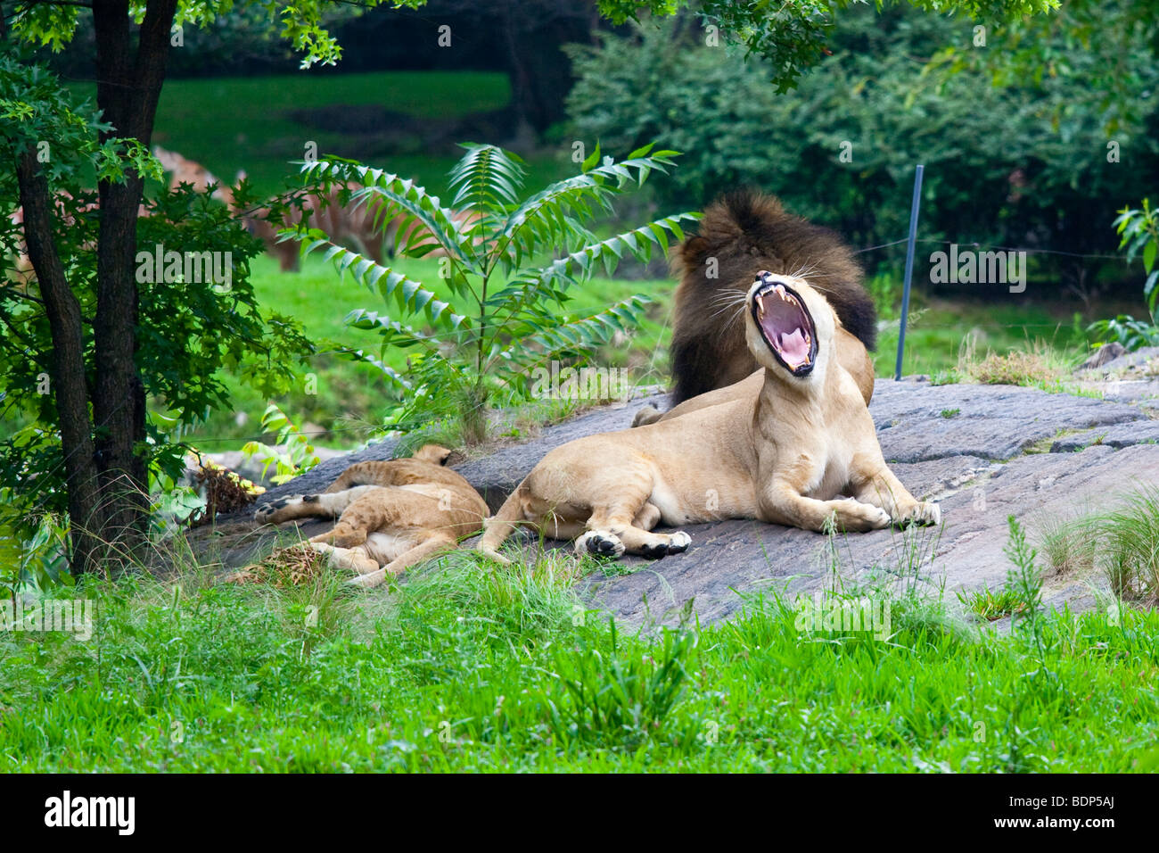 Sbadigliare Leonessa presso il Bronx Zoo di New York, Foto Stock