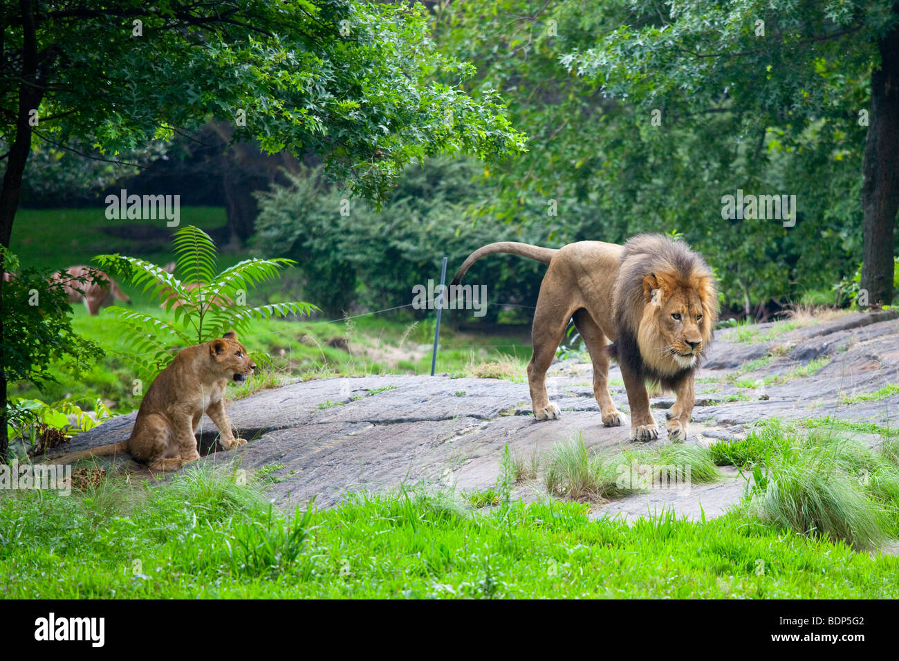 E LION CUB presso il Bronx Zoo di New York Foto Stock