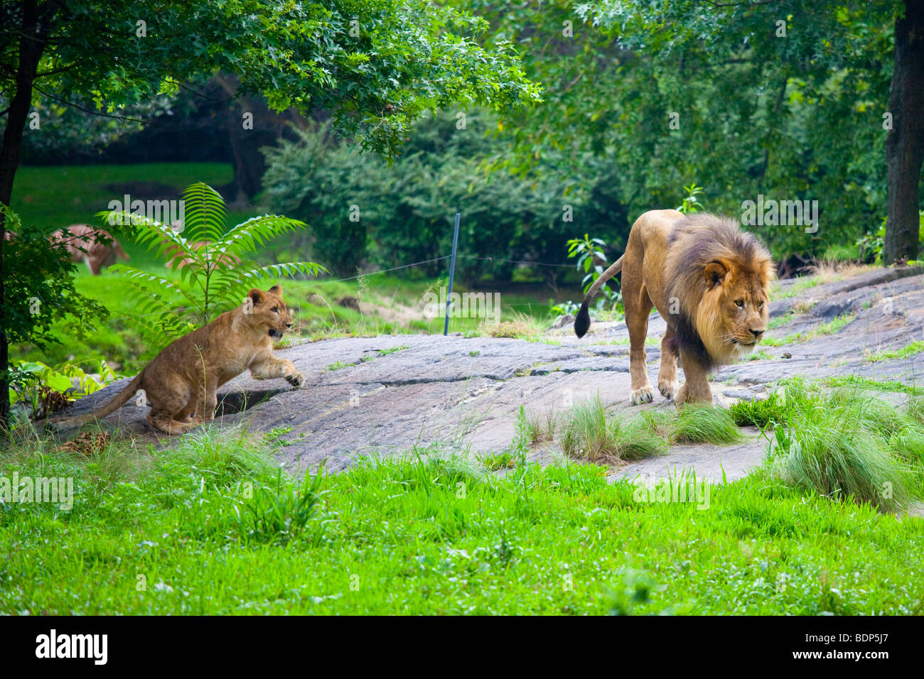 Lion e giocoso cub presso il Bronx Zoo di New York Foto Stock