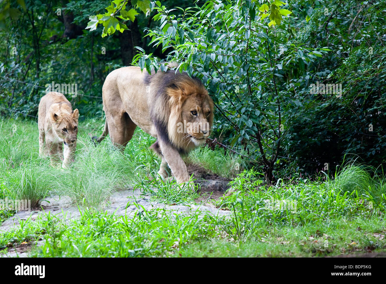 E LION CUB presso il Bronx Zoo di New York Foto Stock