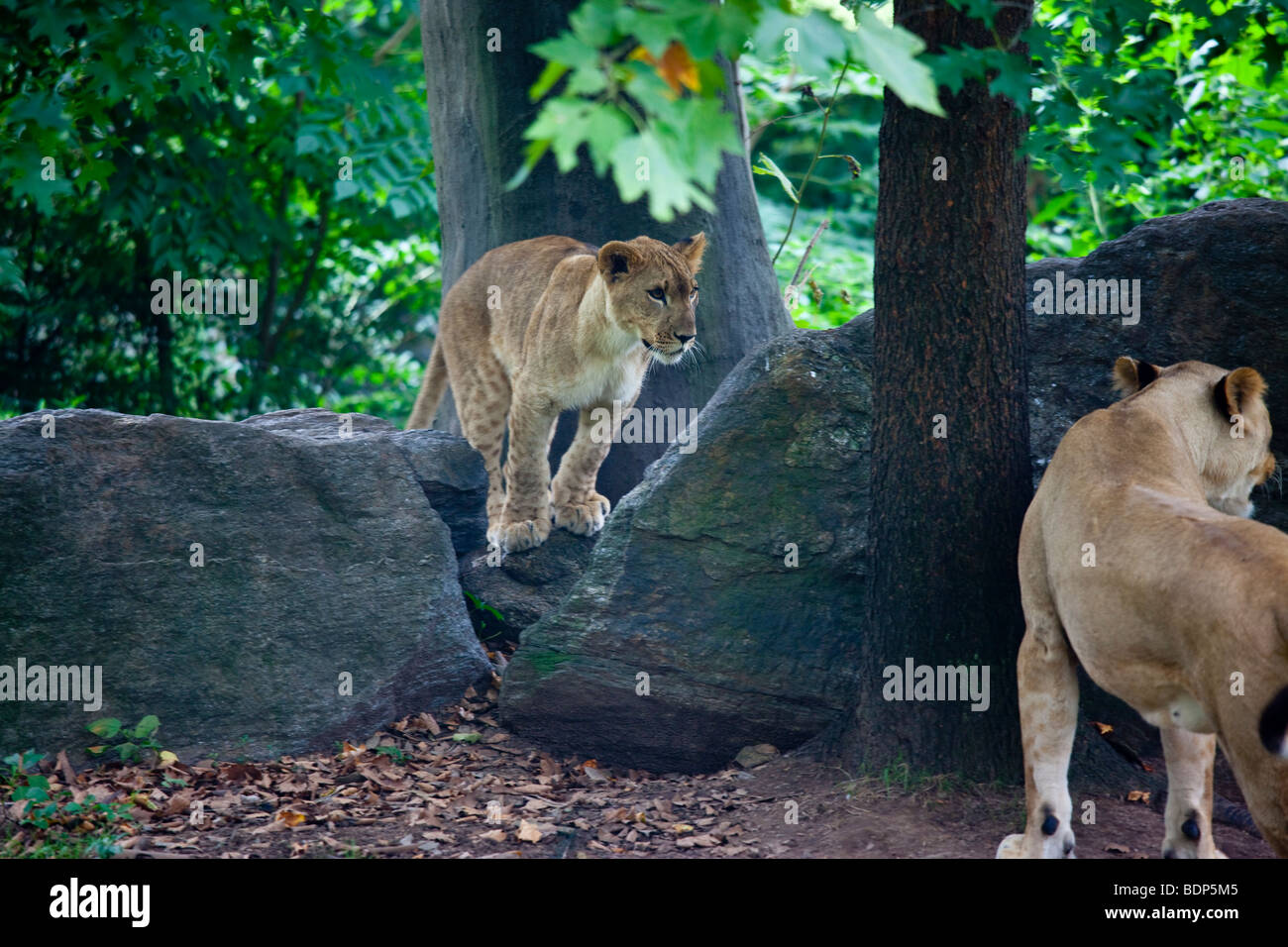 Leonessa e Cub presso il Bronx Zoo di New York Foto Stock