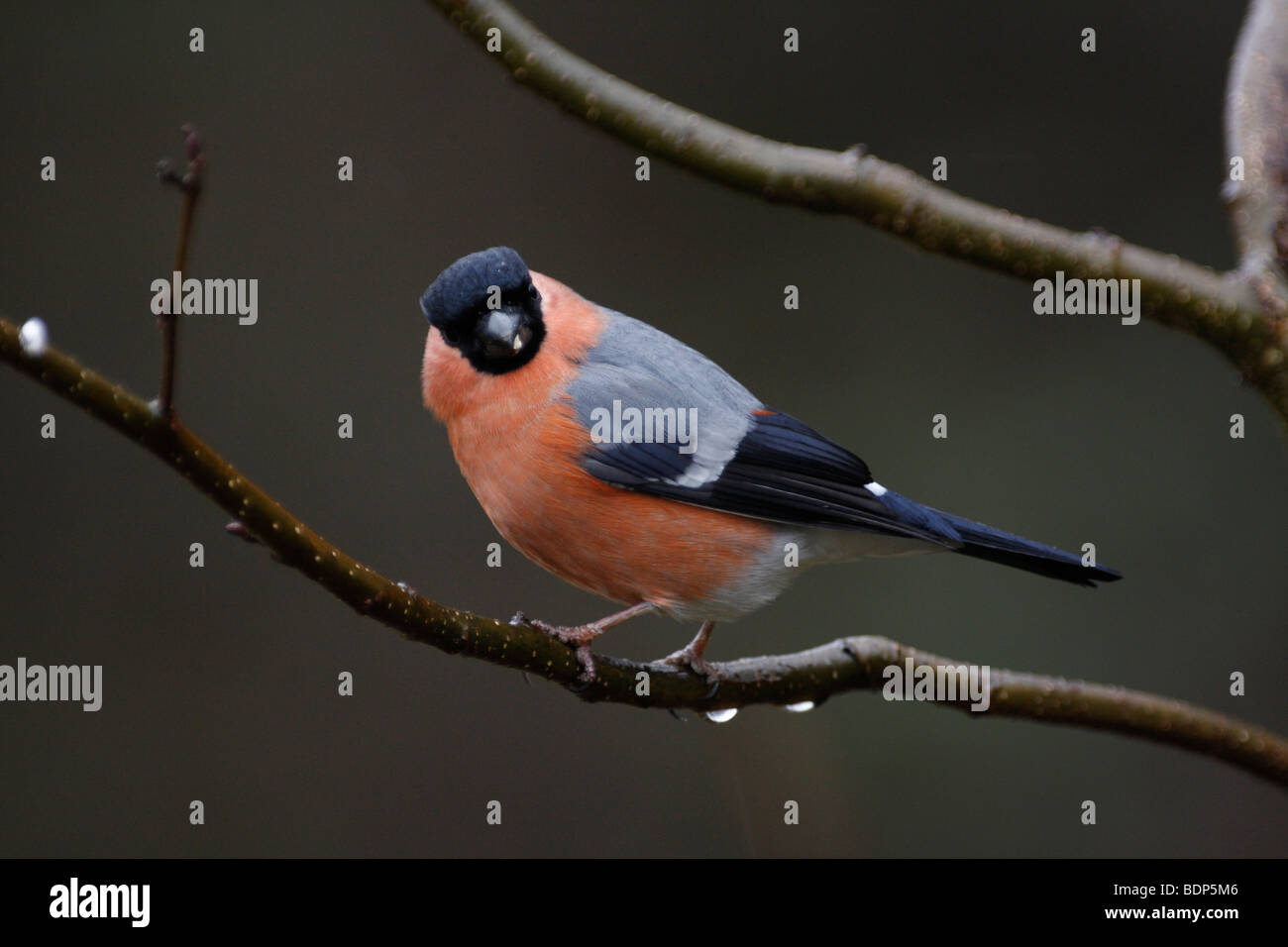 BULLFINCH maschio, Pyrrhula pyrrhula Foto Stock