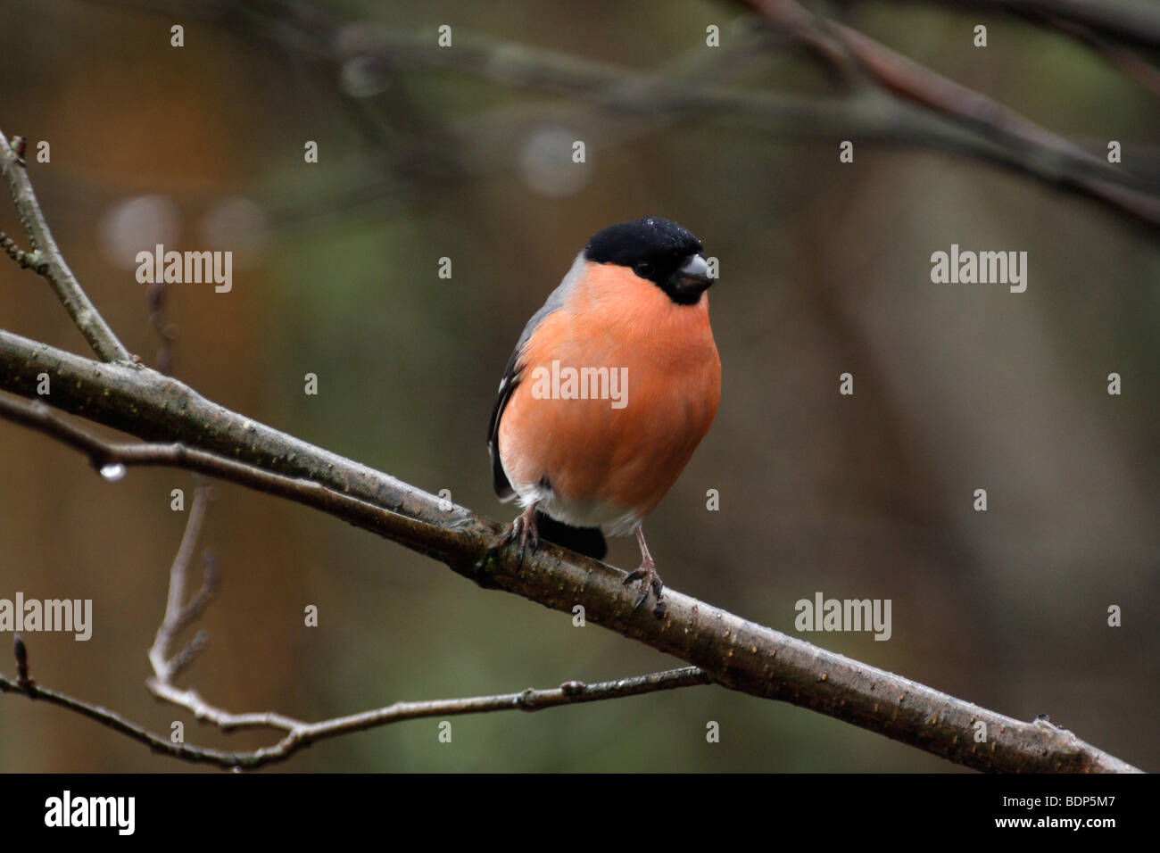 BULLFINCH maschio, Pyrrhula pyrrhula Foto Stock