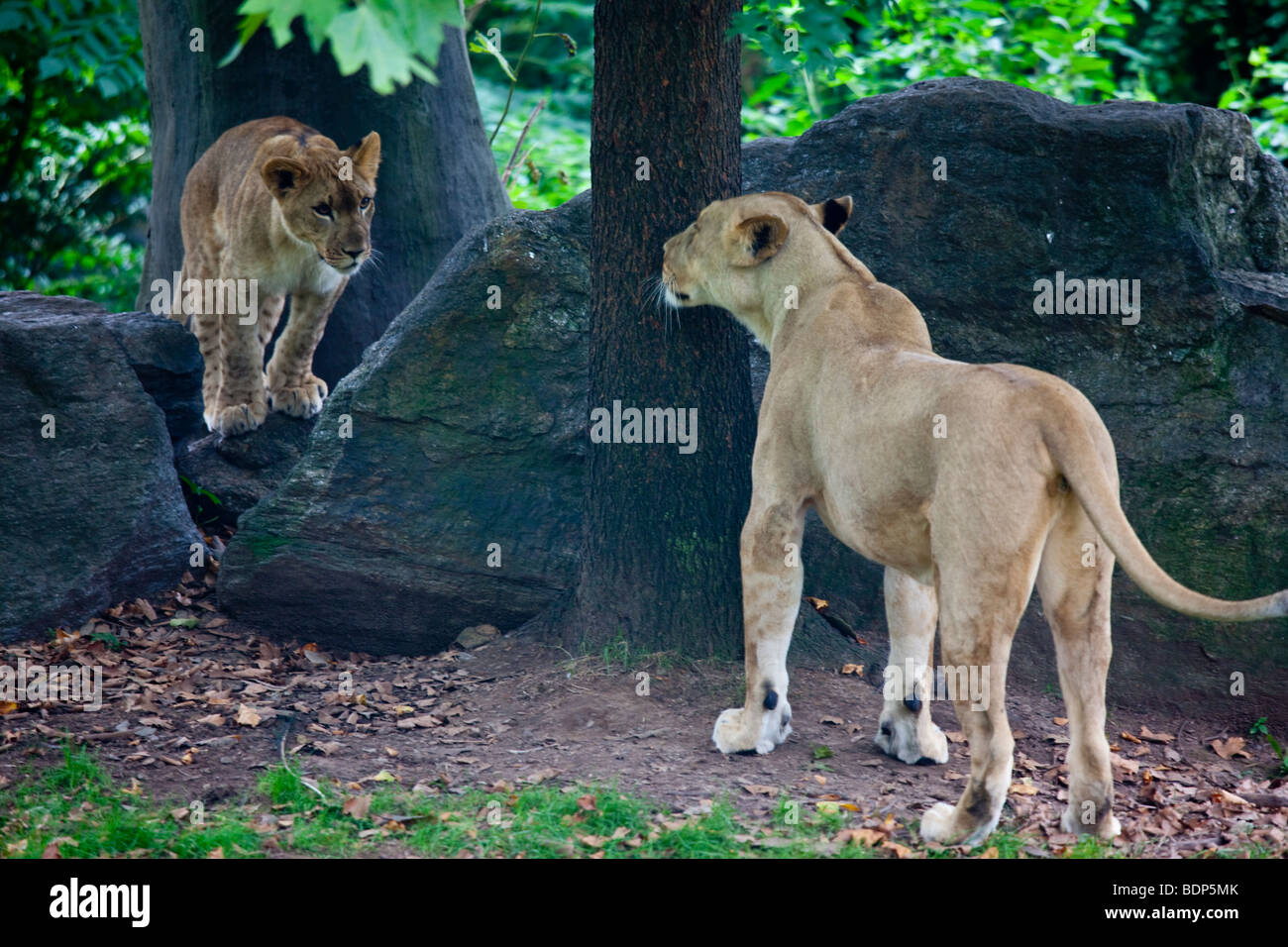 Leonessa e Cub presso il Bronx Zoo di New York Foto Stock