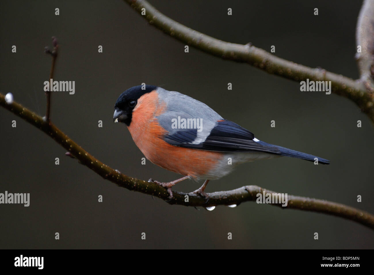 BULLFINCH maschio, Pyrrhula pyrrhula Foto Stock