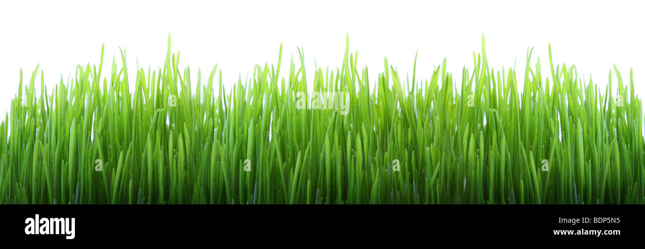 Erba verde isolato su bianco Foto Stock