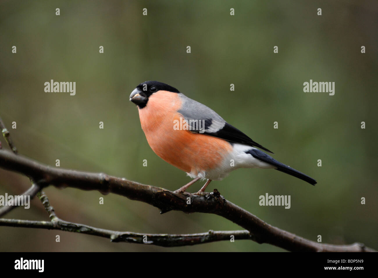 BULLFINCH maschio, Pyrrhula pyrrhula Foto Stock
