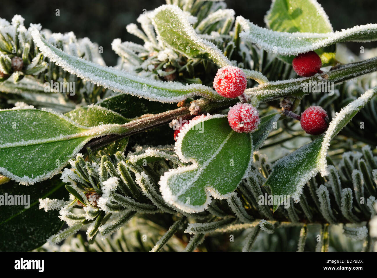 Hoarfrosted bacche rosse su holly Foto Stock