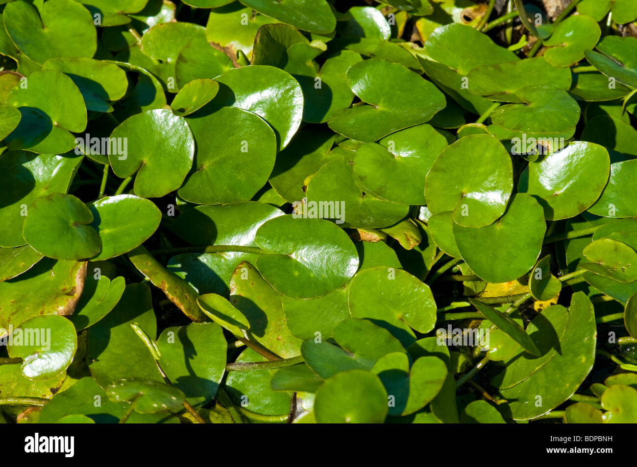 Nymphoides Peltata giallo cuore galleggiante acqua impianto waterplant superficie verde di nuoto Swim coprono stagno giardino del lago cerca Foto Stock