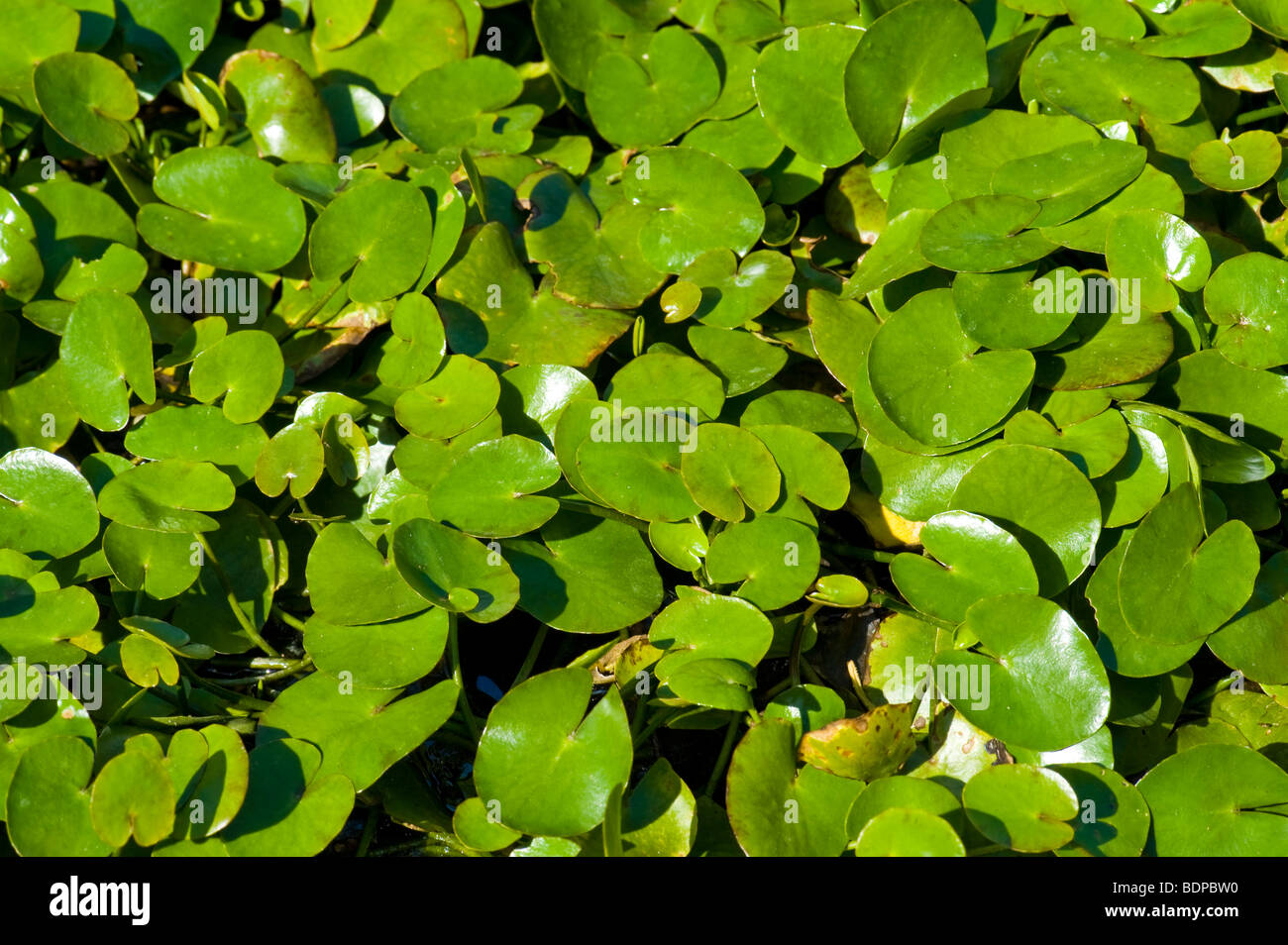 Nymphoides Peltata giallo cuore galleggiante acqua impianto waterplant superficie verde di nuoto Swim coprono stagno giardino del lago cerca Foto Stock