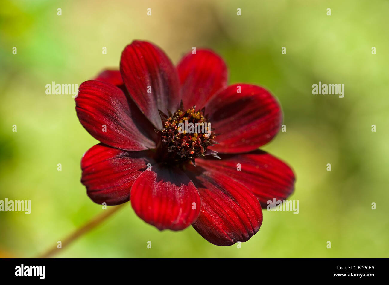 Impianto di cioccolato Berlandiera lyrata cioccolato profumato di fiore pianta fiore rosso marrone scuro chocolately al profumo di cioccolato di notte Foto Stock