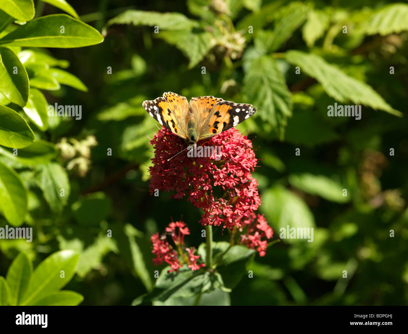 Dipinto di Lady Butterfly su Red valeriana Foto Stock