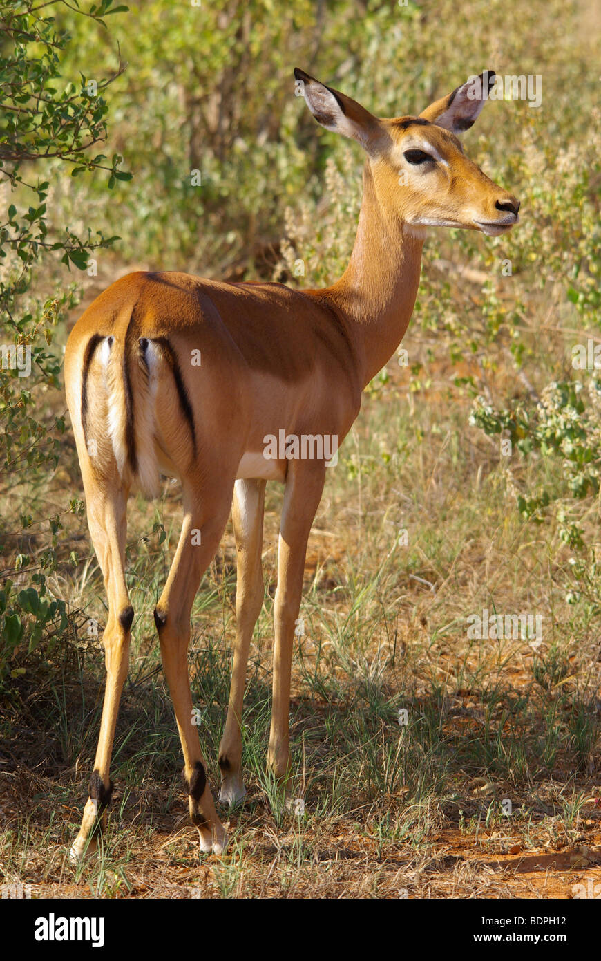 Impala femmina su la vedetta Foto Stock