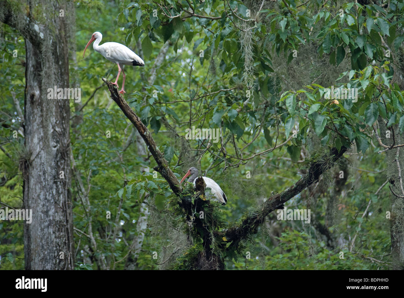 Cicogne in una struttura ad albero. Foto Stock