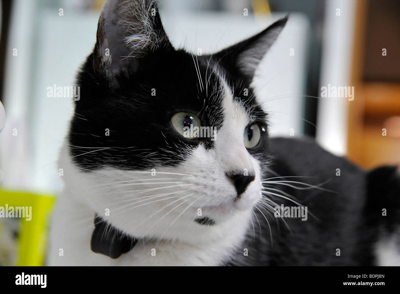 Funny animals Felix il bianco e nero cat closeup Foto Stock