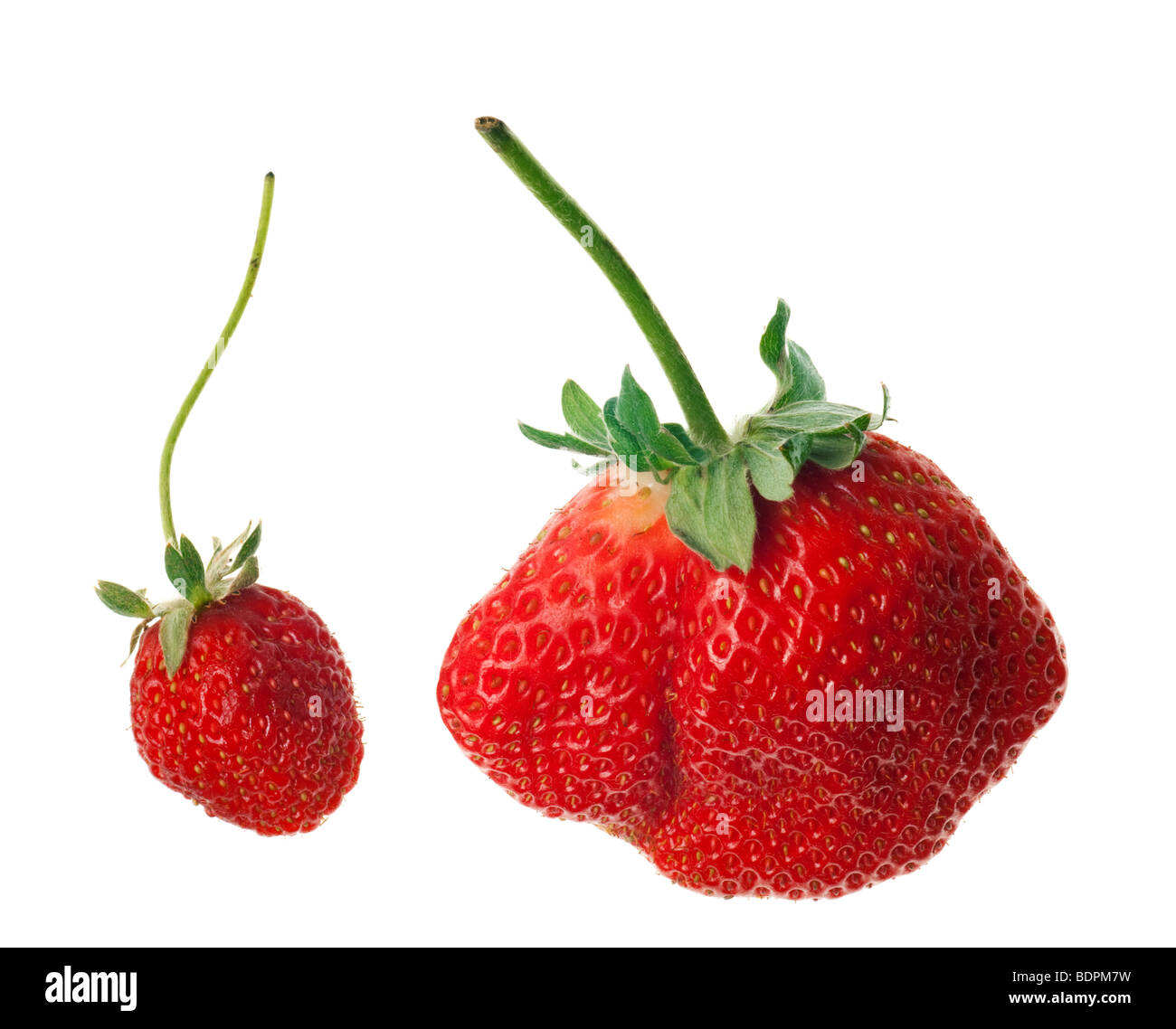 Ripe rosso fragole con steli e foglie isolati su sfondo bianco Foto Stock