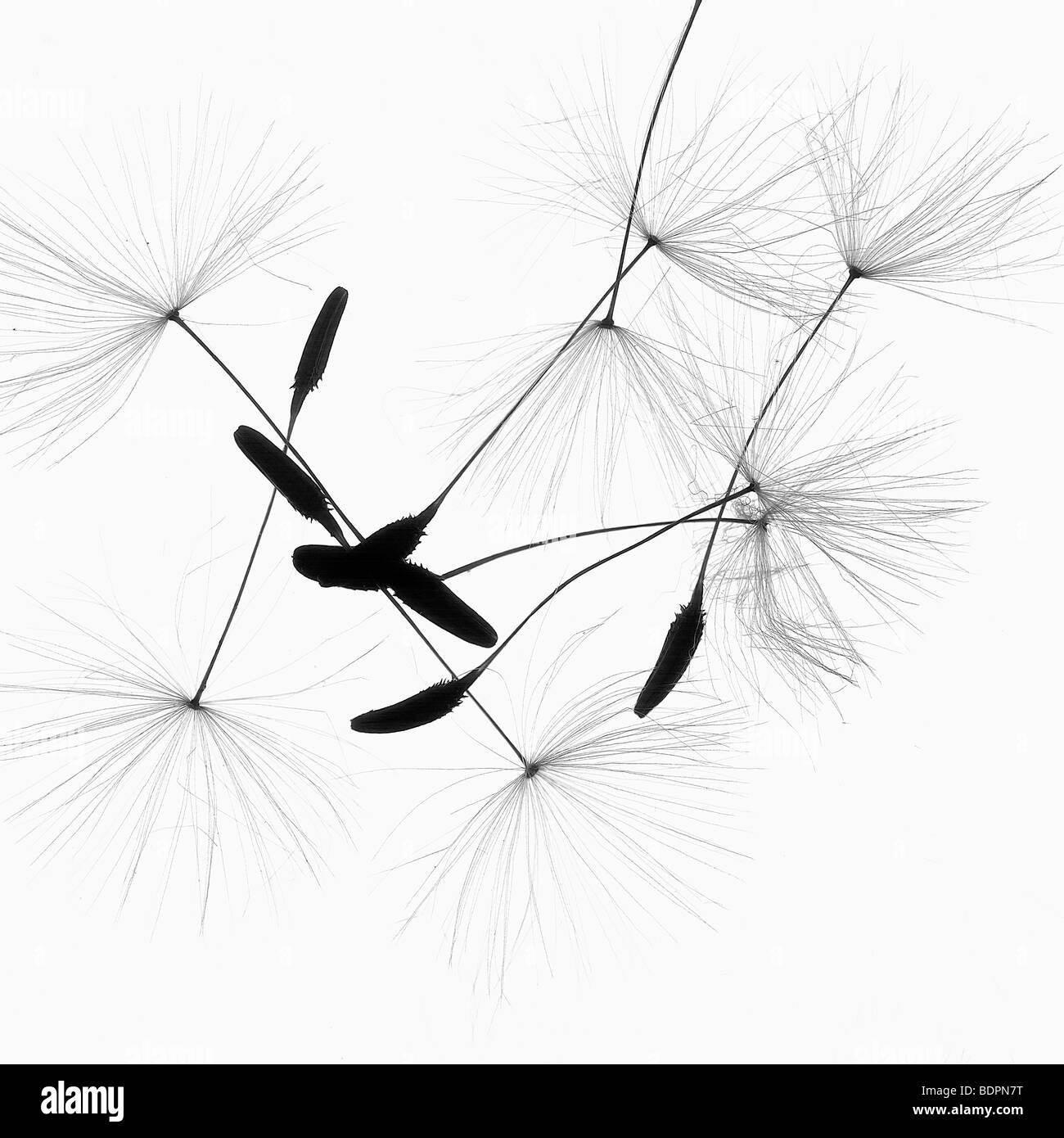 Prodotti botanici ancora vita delle sementi di piante capi Foto Stock