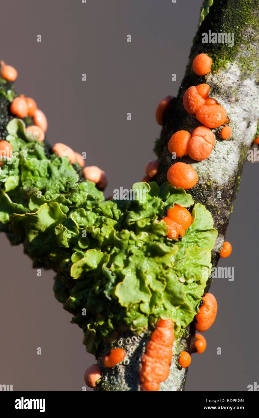 Coral-spot (fungo Nectria cinnabarina) & Liverwort (Pellia epiphylla) su Crab Apple Foto Stock
