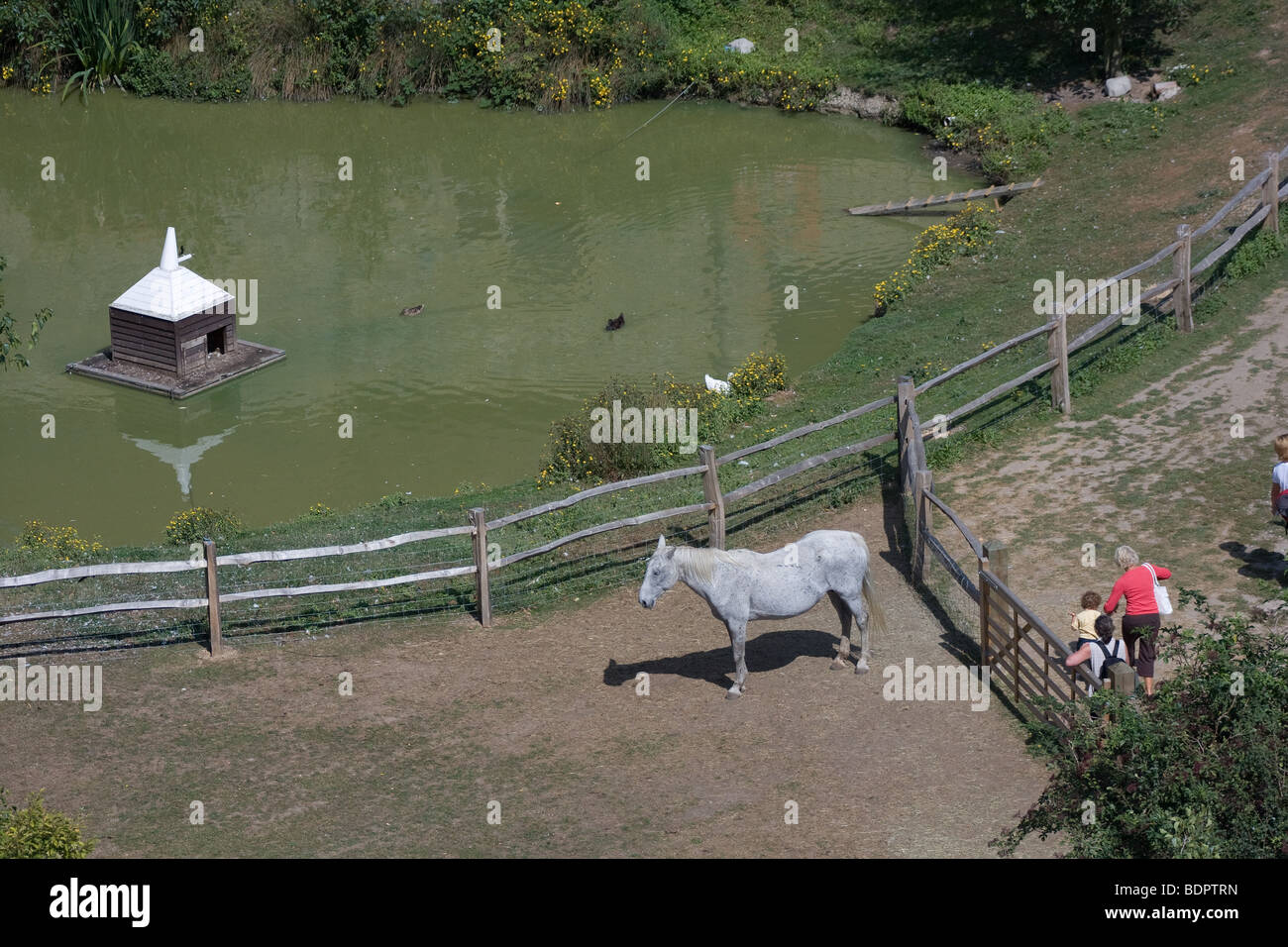 Vista aerea paddock stagno recinzione cavallo gate allington soleggiata Maidstone Kent REGNO UNITO EUROPA Foto Stock