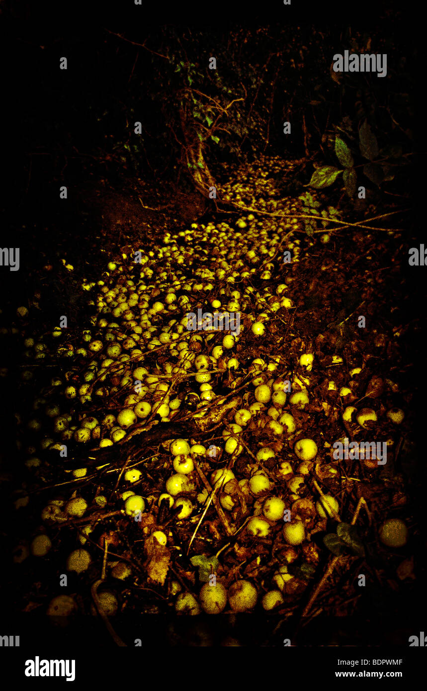 Wild giallo mele caduto in una fossa sotto gli alberi Foto Stock