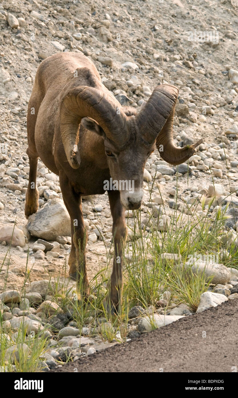 Pecore Big Horn Ram maschio sul lato della strada a Bow Valley Parkway, Banff, Alberta, Canada Foto Stock