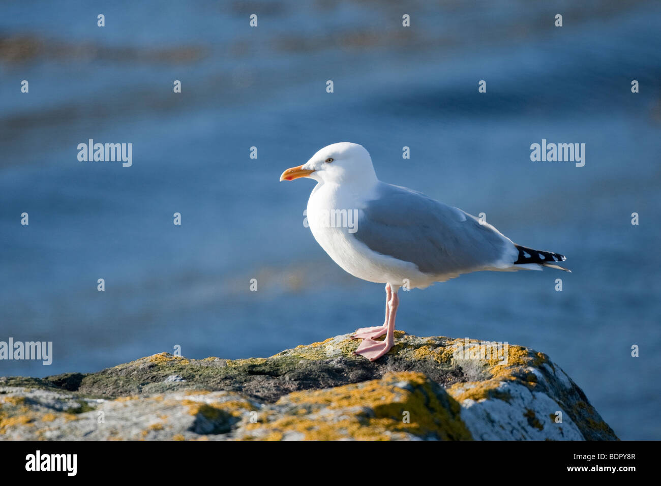 Aringa Gabbiano (Larus argentatus) arroccato su un lichene coperto rock Foto Stock