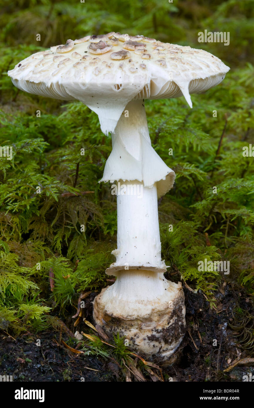 Falsa morte Cap (fungo Amanita citrina) Foto Stock