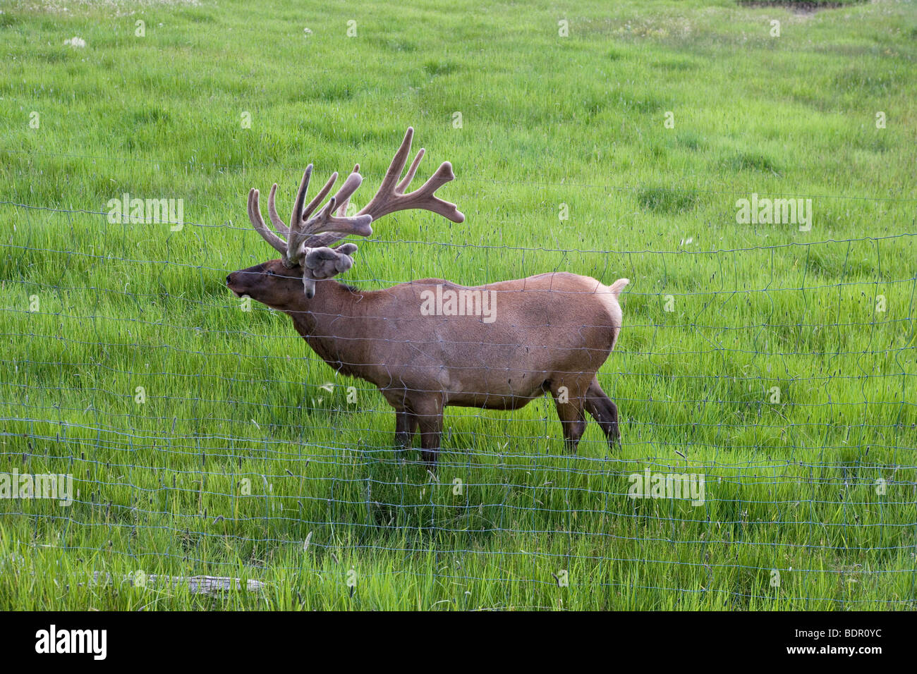 Grandi bull elk arrestato in un campo, Colorado, STATI UNITI D'AMERICA Foto Stock