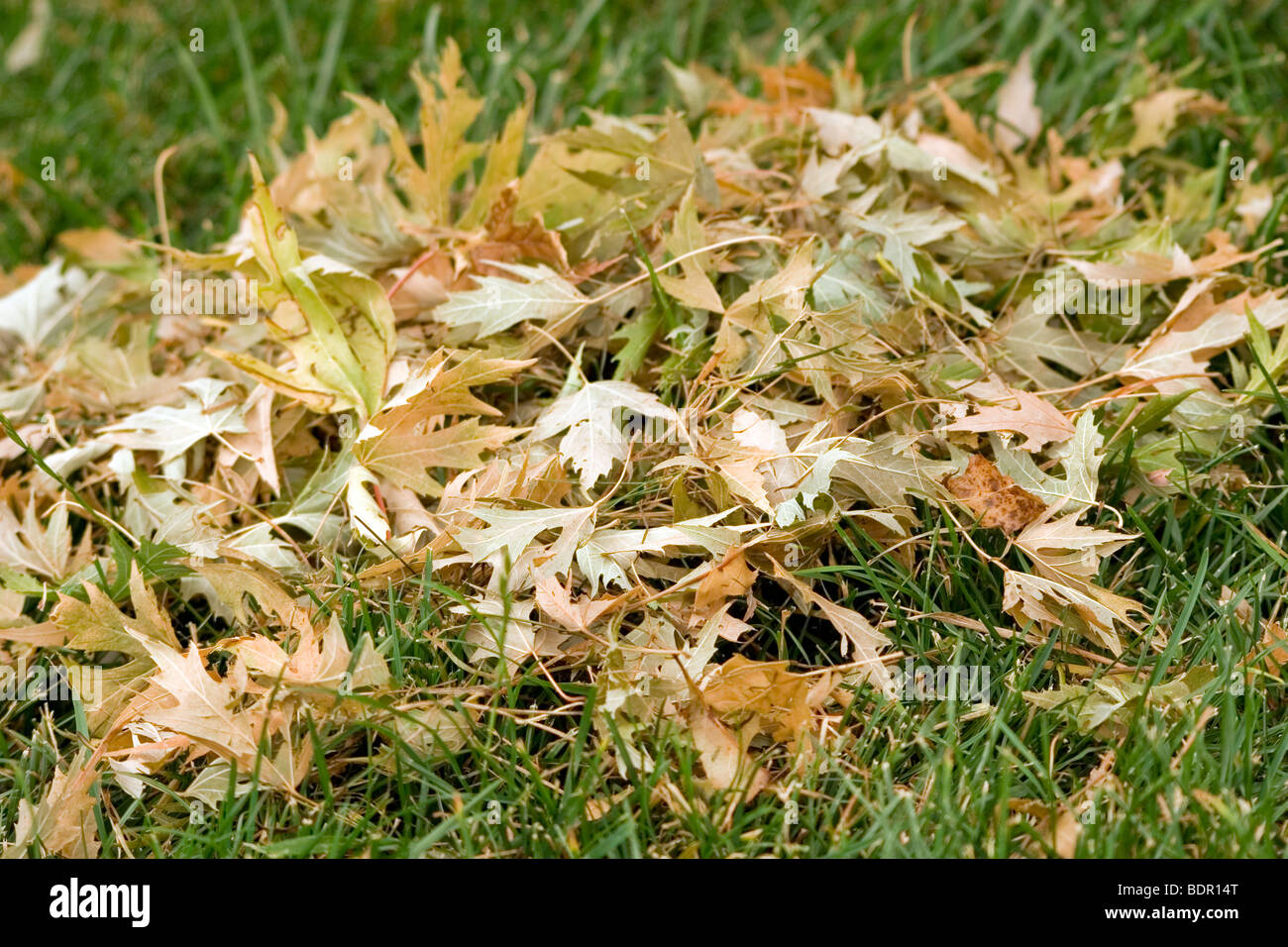 Fogliame, foglie di acero sull'erba Foto Stock