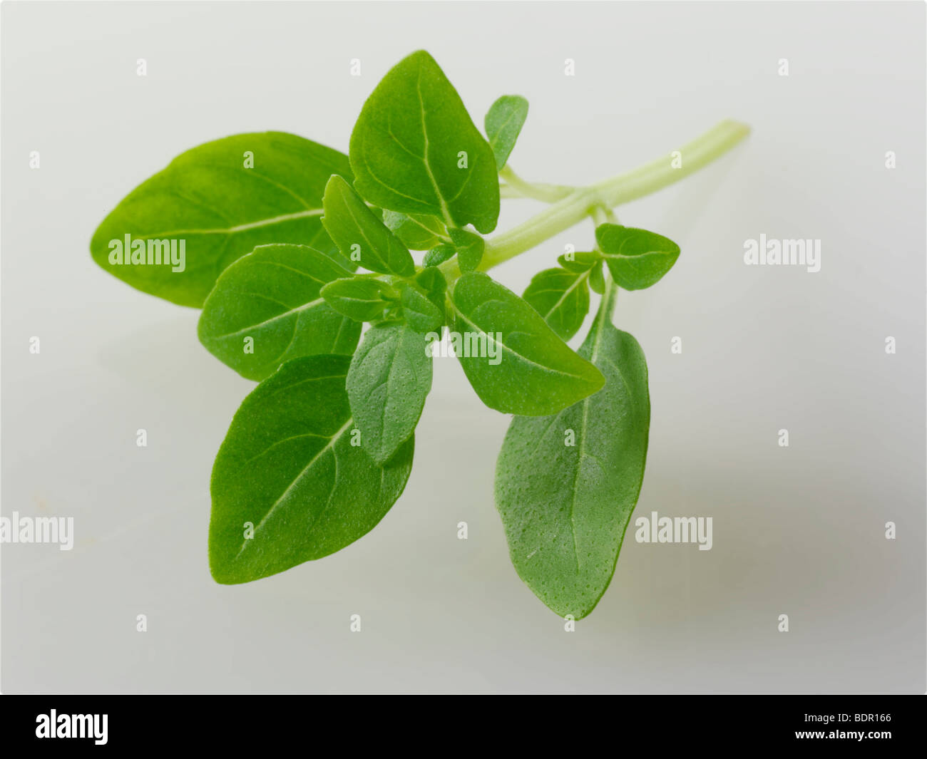 Greco fresche foglie di basilico contro uno sfondo bianco per tagliare Foto Stock