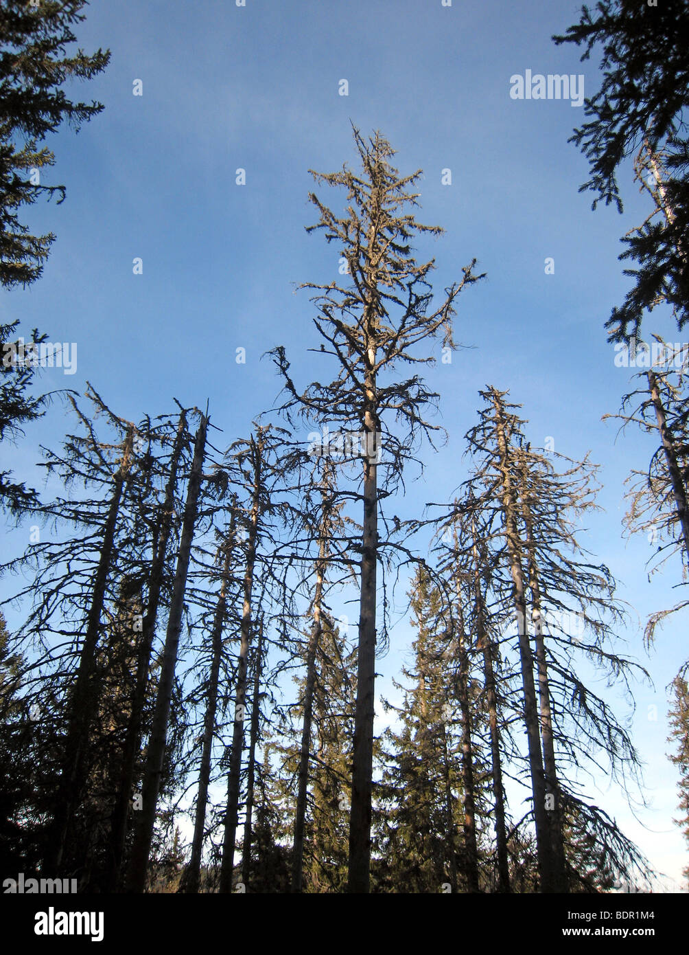 Abgestorbene Baeume im Schwarzwald Foto Stock