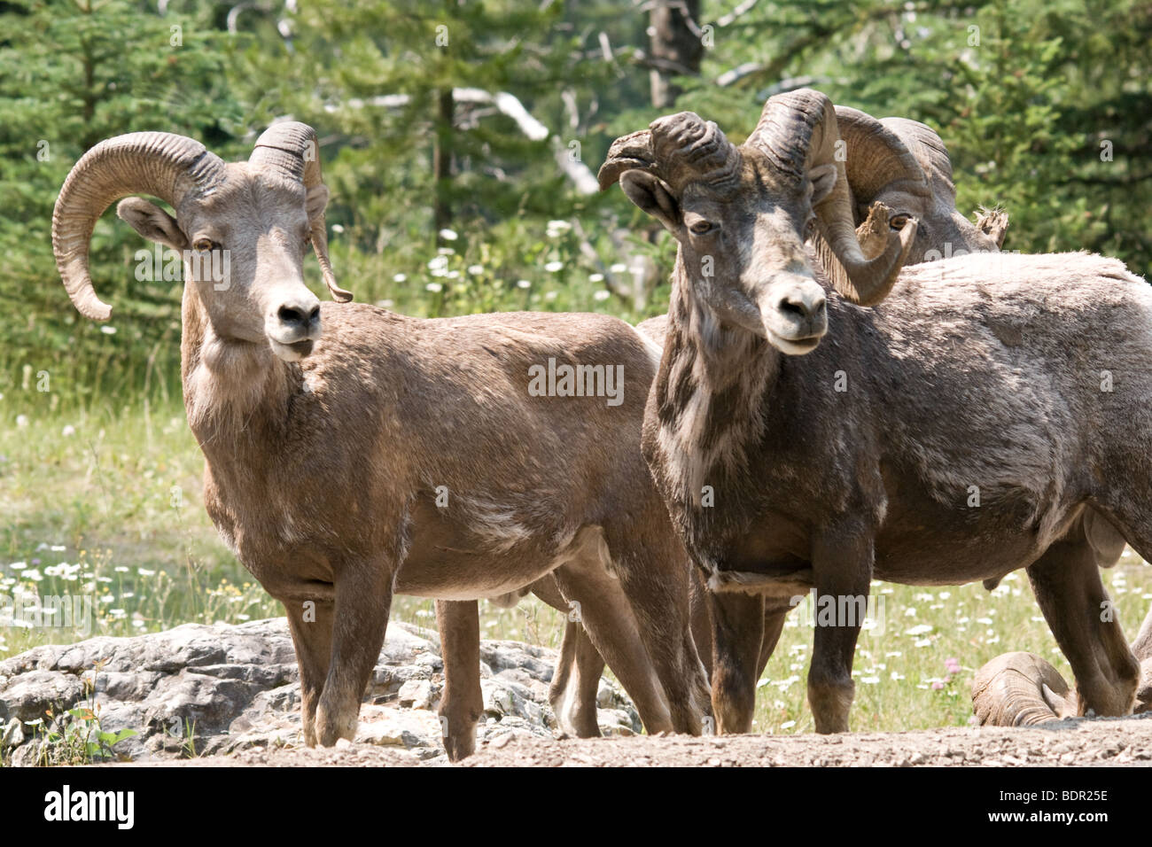 Big Horn Pecora in piedi sul lato della strada Foto Stock