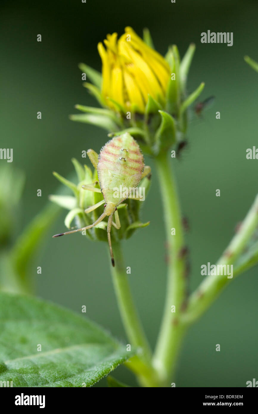 Foglia-footed bug nymph (Piezogaster) Foto Stock