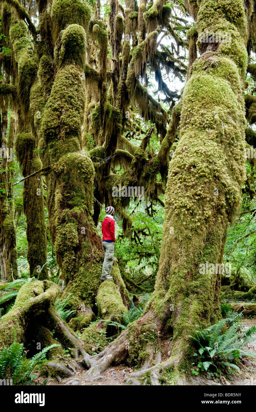 Hall di muschi trail, Hoh Rain Forest, il Parco Nazionale di Olympic, Washington, Stati Uniti d'America Foto Stock