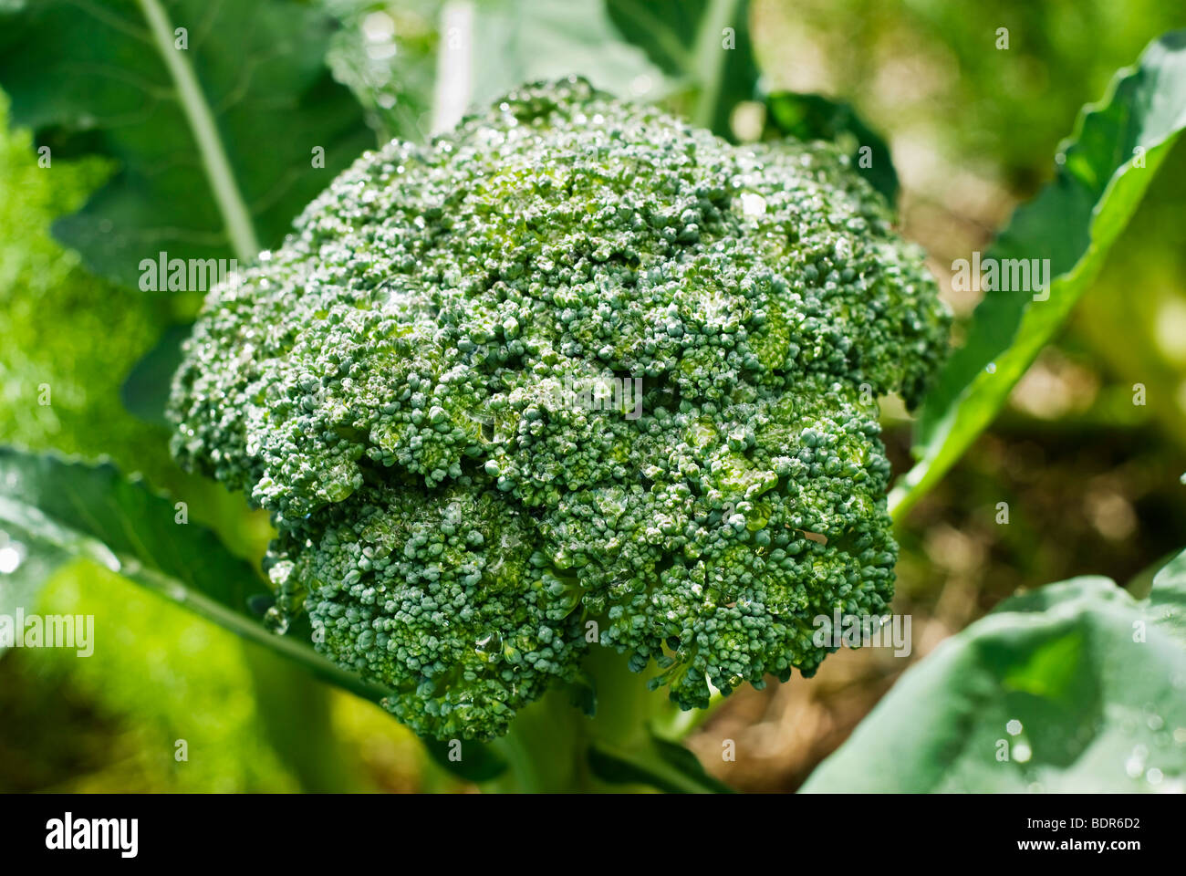 Broccoli crescono nel giardino di casa Foto Stock