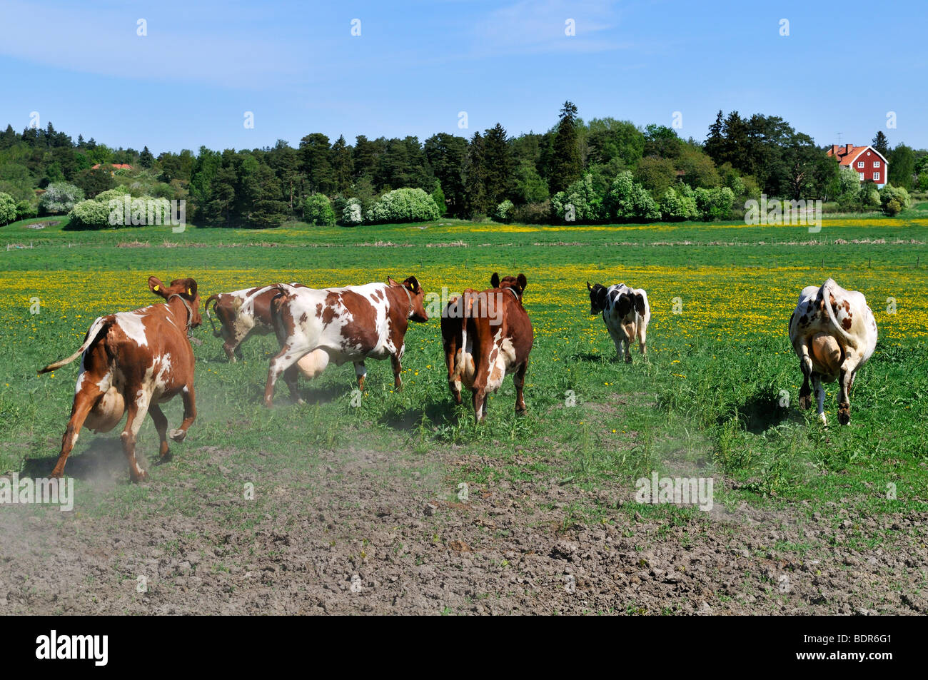 Svezia di mucche. Foto Stock