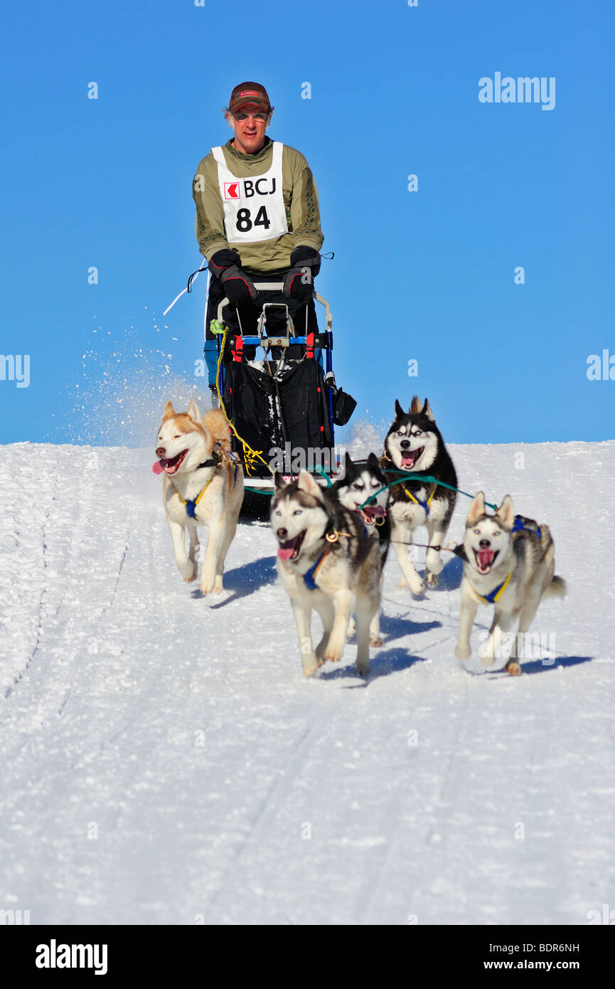 Dettagli di un sled dog team in piena azione, dirigendosi verso la telecamera. Foto Stock