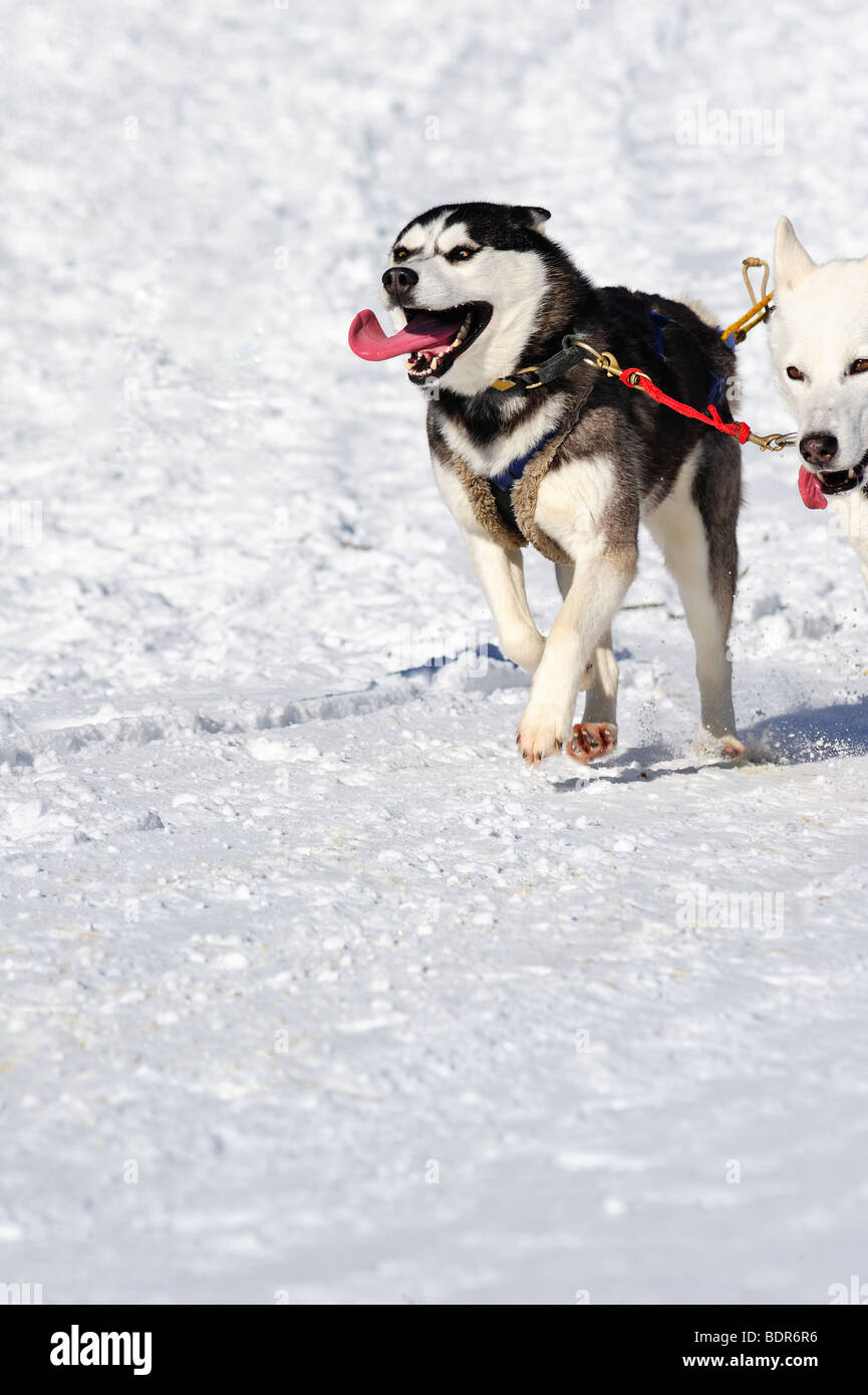 Dettagli di un sled dog in piena azione. Spazio per il testo nella neve qui di seguito. Foto Stock